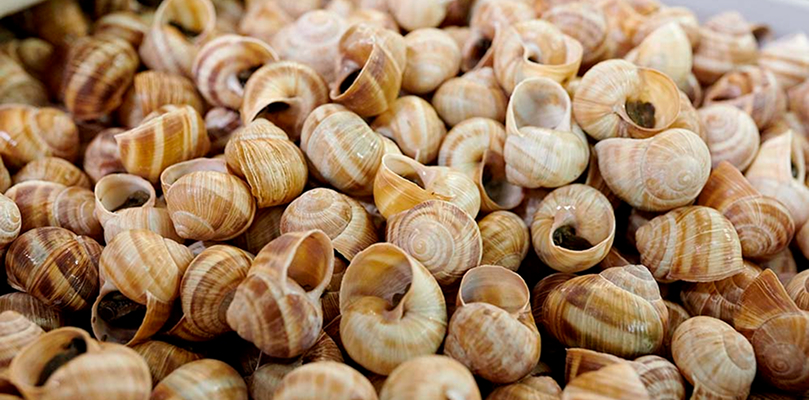 conseils-escargot-4