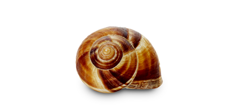 escargot-classique