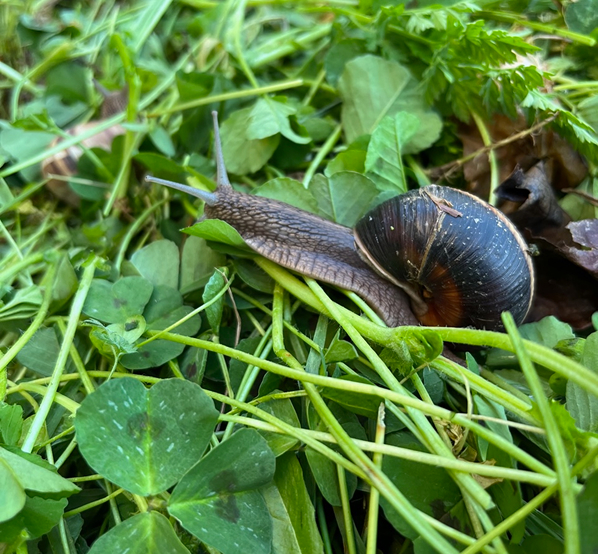 photo-escargot