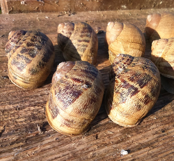 photos-gros-gris-escargot