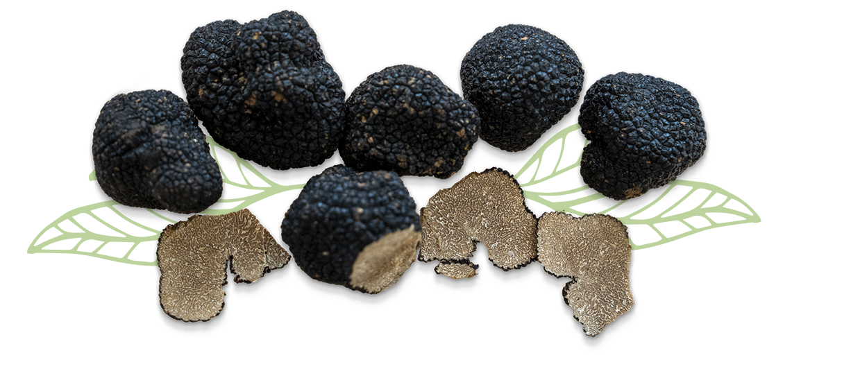 photos-truffe-or-des-valois