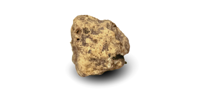 truffe blanche